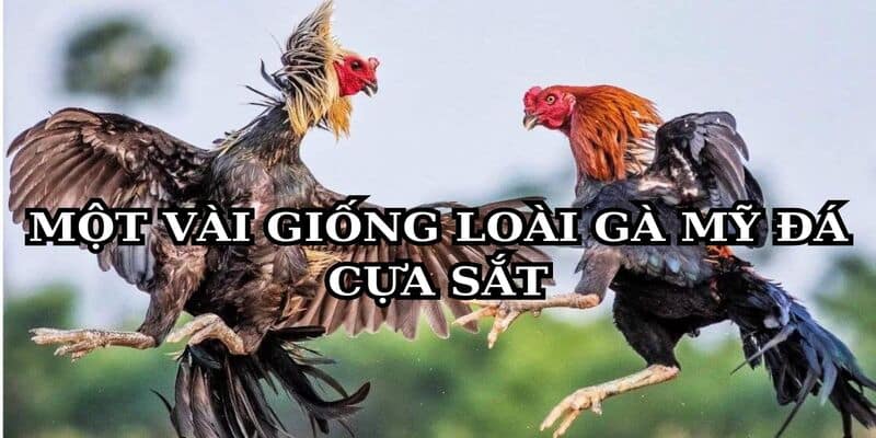 Chuyên gia 8KBET chia sẻ về loài gà Mỹ đá cựa sắt 